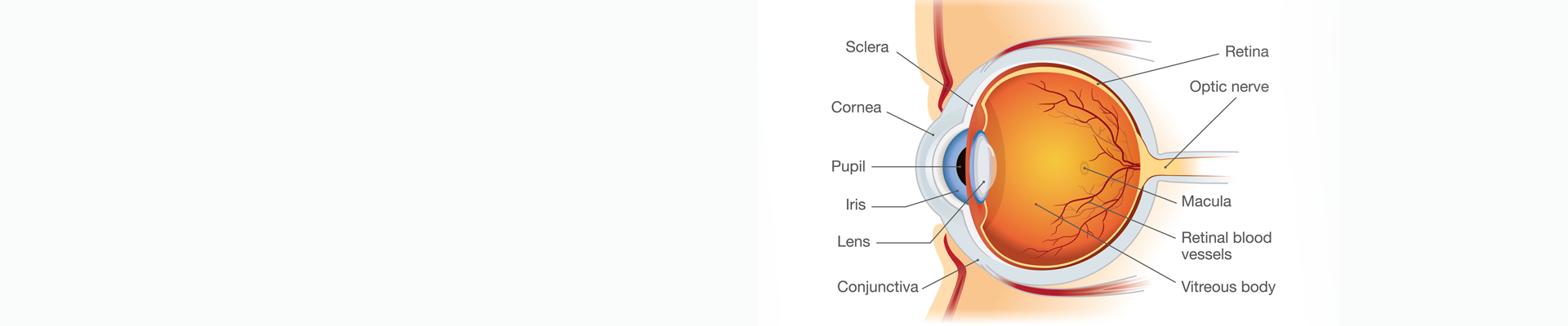 Cornea Services Banner